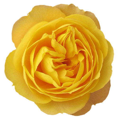 花伝